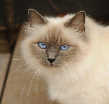 The Birman Cat Breed | All About Birman Cats