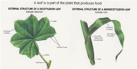 http://www.tnmanning.com/id169_m.htm Monocot vs dicot leaf structure ...