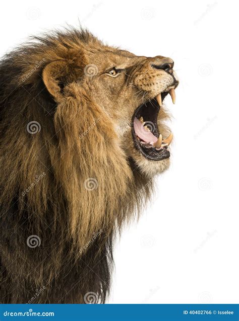 Close-up Of A Lion Roaring, Isolated Stock Photo - Image: 40402766