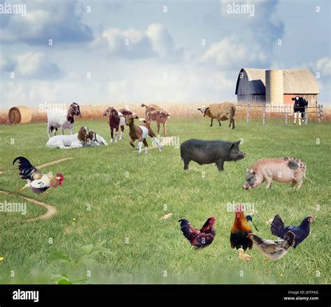 Farm Animals in a field Stock Photo - Alamy