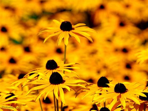 Flowers Wallpapers: Yellow Flowers Wallpapers