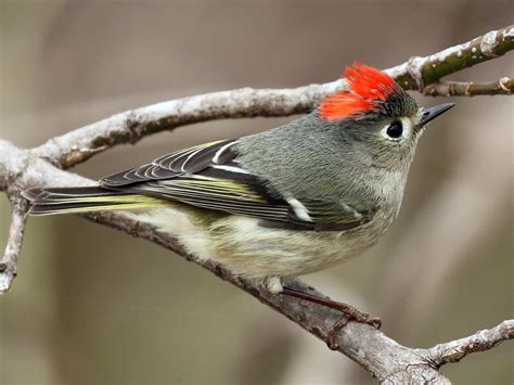 Ruby crowned kinglet — Bird News — The Wood Thrush Shop