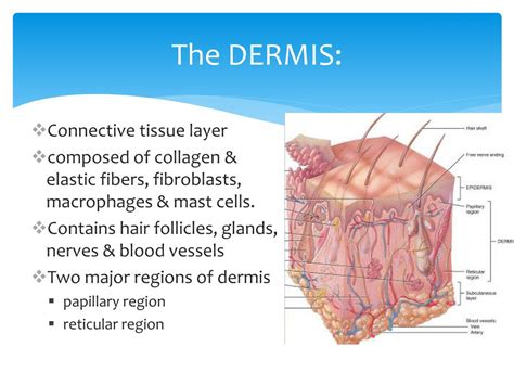 PPT - Basic Skin Structure PowerPoint Presentation, free download - ID ...