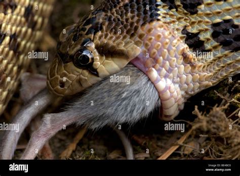 Pacific Gopher Snake Eating Mouse (Pituophis catenifer catenifer ...