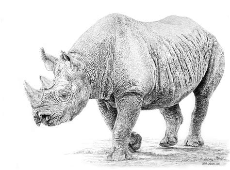 Black Rhino Drawing by Craig Carlson - Fine Art America