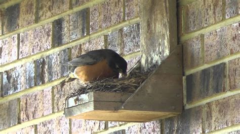 How to build a bird house for a robin