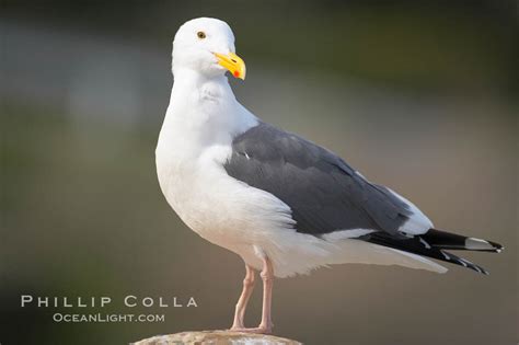 Western gull, Larus occidentalis, La Jolla, California, #15104