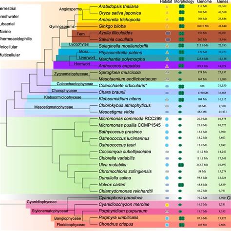 Phylogeny of Archaeplastida showing the species included in this ...