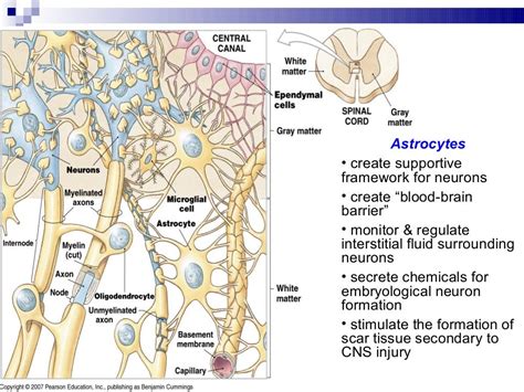 Anatomy nervous tissue