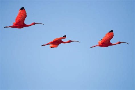 Scarlet Ibis Facts, Description, Habitat, Adaptations, Pictures