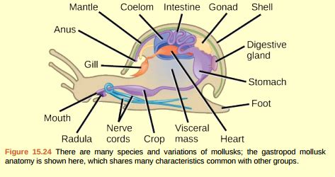 Mollusks Anatomy - Anatomy Reading Source