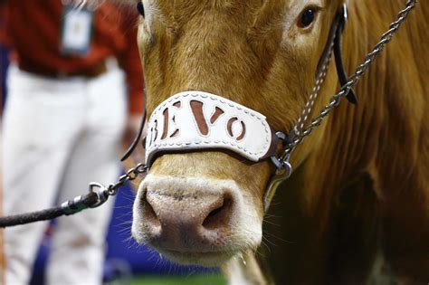 University of Texas says mascot Bevo here to stay, despite insurance ...