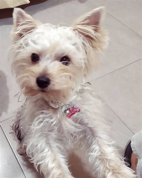 Pin di toyyorkie