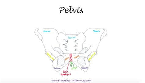 Symphysis Pubis Dysfunction - Elina Physical Therapy