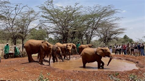 What To Expect When Visiting Sheldrick Elephant Orphanage