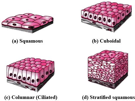 Describe the structure and function of different types of epithelial ...