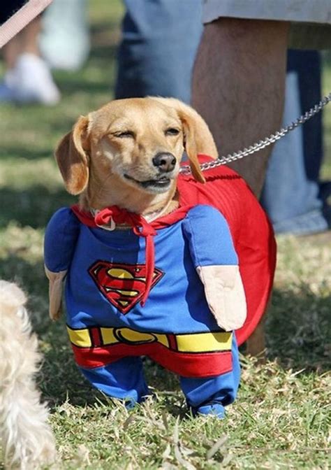 Halloween Costumes For Dogs: An Overload Of Cuteness - Easyday