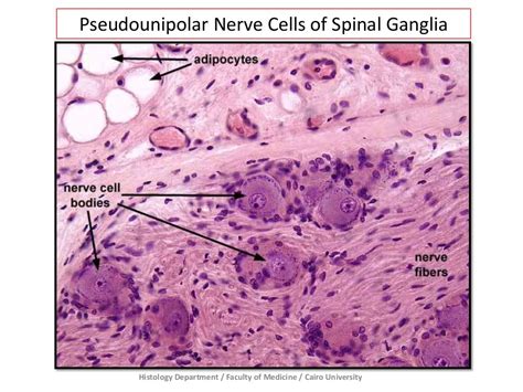 Nervous Tissue - Prac. Histology