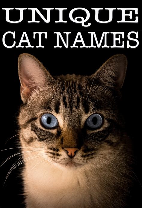 Unique Cat Names - Over 140 Unusual Names For Your New Cat