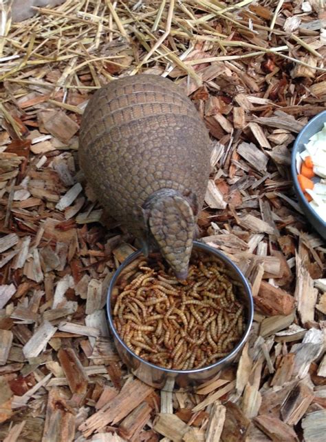 Southern Three-Banded Armadillo | Animals | All Things Wild