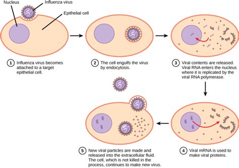 Virus Infections and Hosts | Boundless Biology