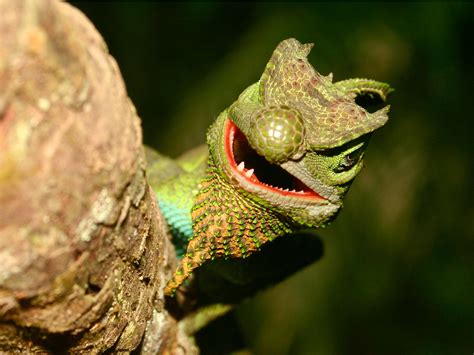 What Is The Natural Habitat Of Reptiles - Animals