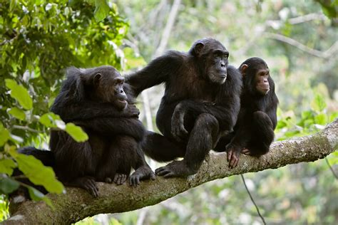 Chimpanzee | San Diego Zoo Animals & Plants