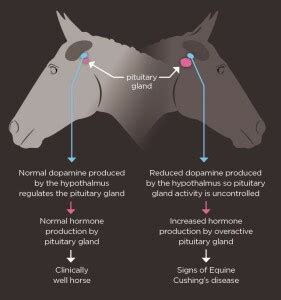 What is Equine Cushing’s disease?