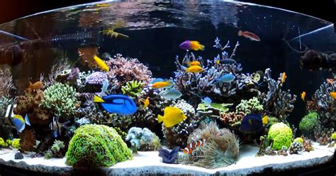 Saltwater Aquarium FishAscaca