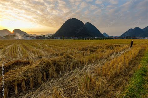 Rice fields in the Bac Son Valley of Vietnam at Sunset Stock Photo ...