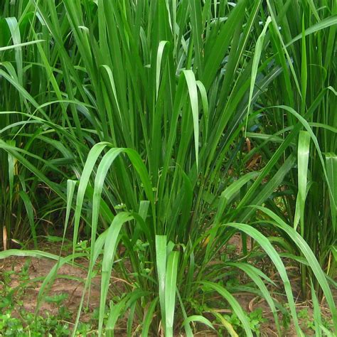 Buy 1 0z Panicum maximum . Buffalo grass . Guinea grass , BULK Panicum ...