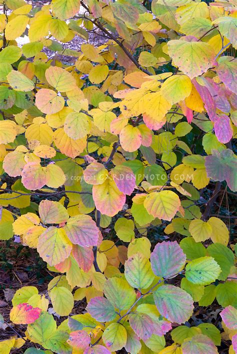 Fothergilla major 'Mt. Airy' in fall foliage | Plant & Flower Stock ...