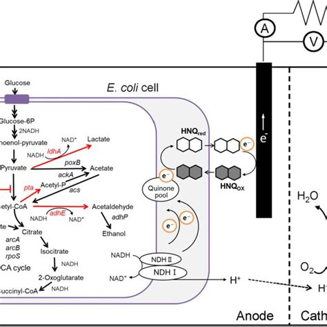 Effect of NaHCO3 concentration on the pH value of the anodic solution ...