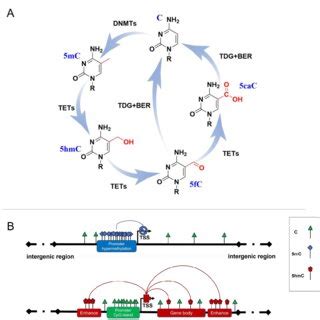 DNA methylation formation and regulation in gene expression. (A) The ...