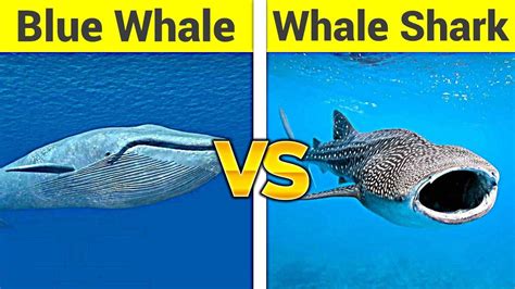 Shark Vs Blue Whale