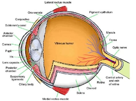 Canine Eye Anatomy