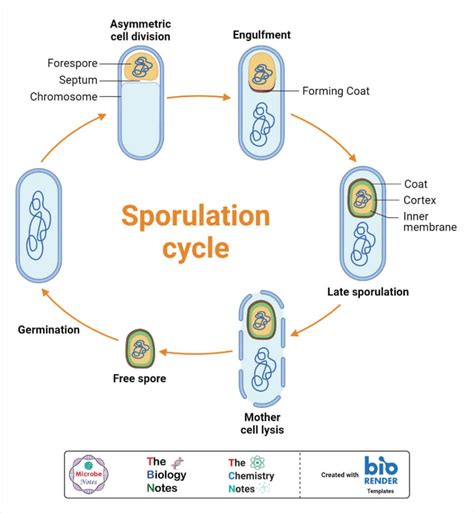 What are Bacteria?- A Complete Study Note and Guide