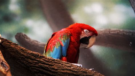 Macaw Parrot Closeup, HD Birds, 4k Wallpapers, Images, Backgrounds ...