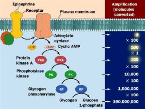 Epinephrine | Adrenaline | Epinephrine Molecular Mechanism - YouTube