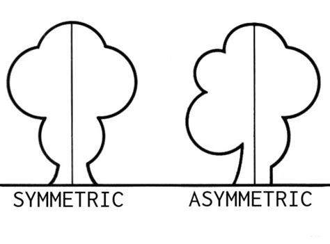 two trees with the same height asymmetric and opposite sides are shown ...