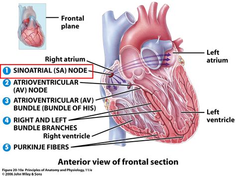 Sinoatrial Node; Sinus Node; Sinuatrial Node