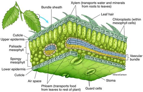 Leaf Structure Internal Features Diagram | Quizlet