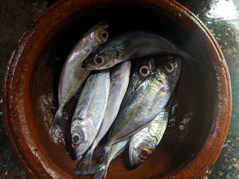 Fresh fish in clay pot stock image. Image of cuisine - 190755283