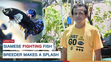 Thailand’s fighting fish still the world champions, says betta breeder