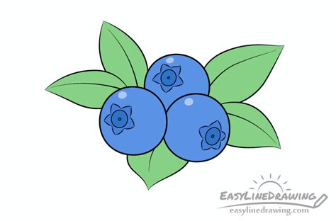 How to Draw Blueberries Step by Step - EasyLineDrawing