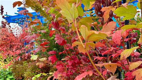 The Magic Of Fall Colors — Sunnyside Nursery