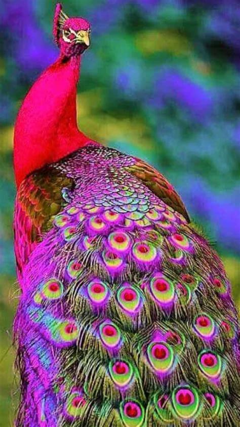 Pin by Suzanne Annest on Feathers &... | Beautiful birds, Colorful ...