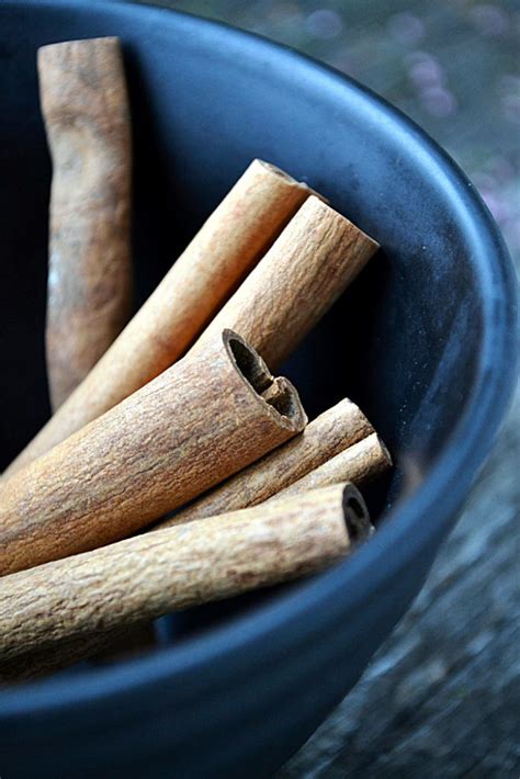 Growing Cinnamon in Containers | How to grow Cinnamon plant - Naturebring