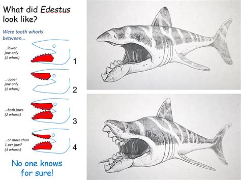 Edestus Shark