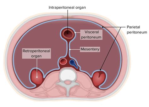 Retroperitoneal Space Organs